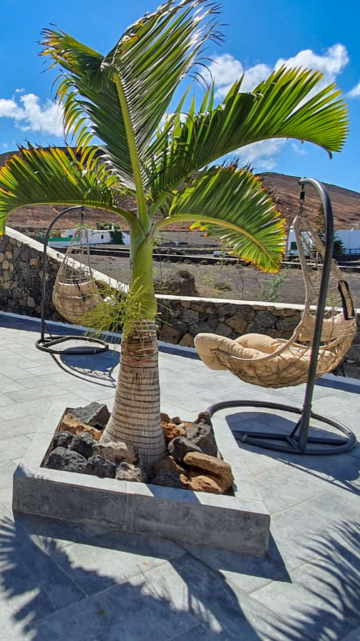 Hammocks Palm Trees Lanarote