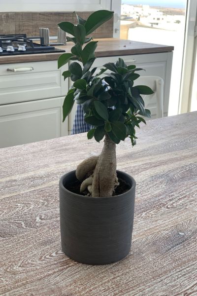 Suite Atalaya Finca Marisa