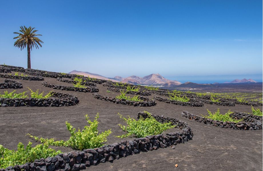 Lanzarote Reben